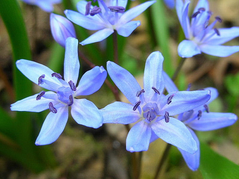 Scilla bifolia / Scilla silvestre